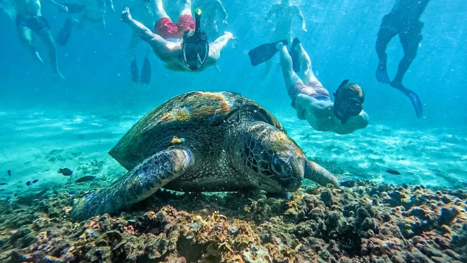 Snorkelerzy pływający obok żółwia morskiego w krystalicznej wodzie Ko Tao